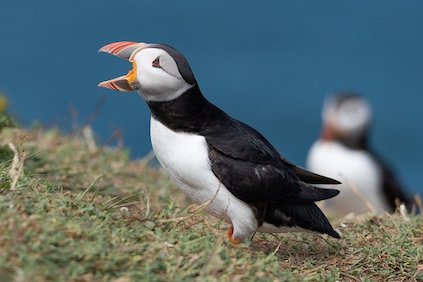 puffins-5170171_640.jpg