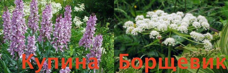ядовитые растения Крыма